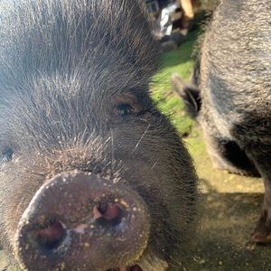 Meet your Posher, Savannah